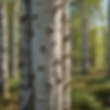 Common Diseases Affecting Birch Trees Infographic on common Birch Tree diseases