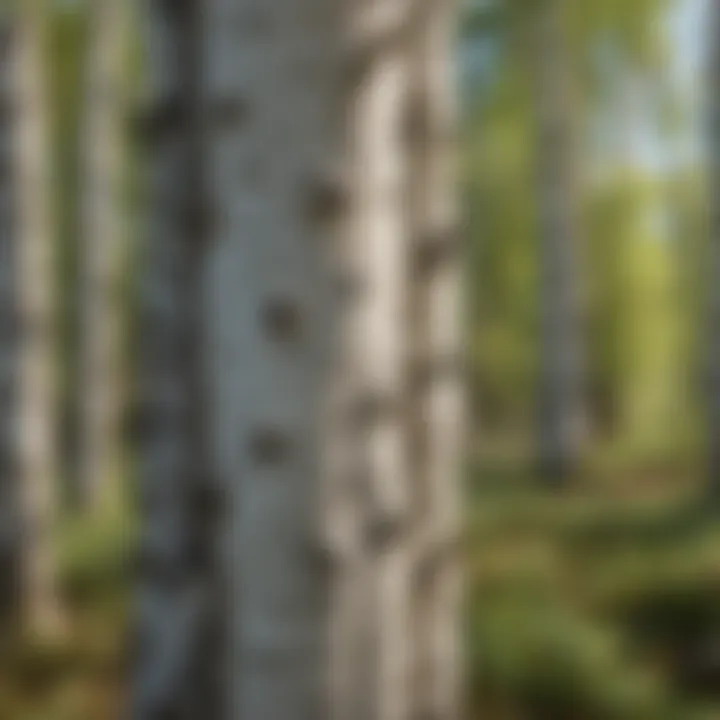 Common Diseases Affecting Birch Trees Infographic on common Birch Tree diseases