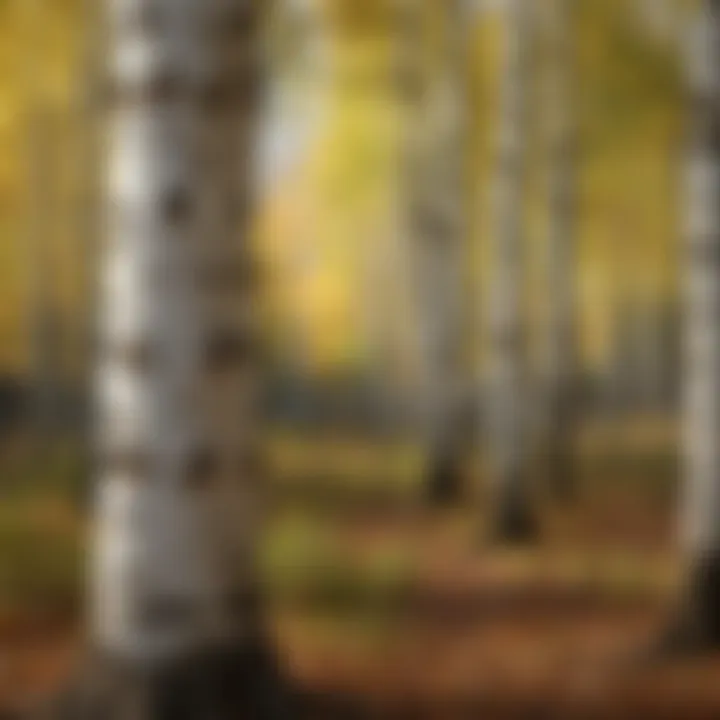 Treatment Options for Birch Tree Diseases Illustration of treatment options for Birch Tree diseases