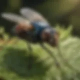 Close-up of a biting fly on a leaf