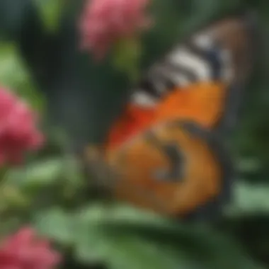 A close-up view of a butterfly resting on a vibrant flower, showcasing its intricate wing patterns