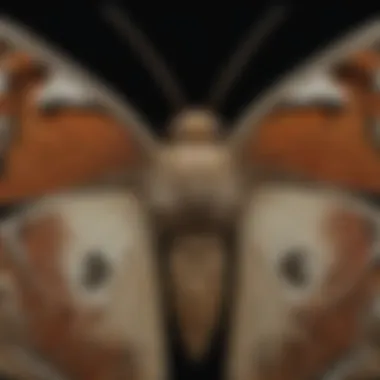 Detailed Moth Artistry Intricate moth silhouette
