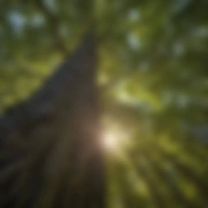 A close-up of a healthy tree canopy supporting biodiversity