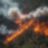 Aerial view of a forest with controlled burns