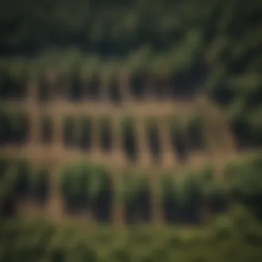 An aerial view of a reforestation project with workers planting trees