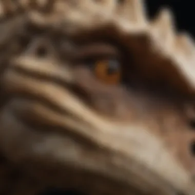 A close-up of a dinosaur fossil, highlighting its texture and features.