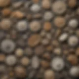 A diverse collection of various fossil types, showcasing their intricate details.