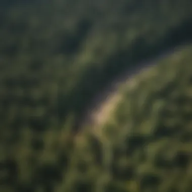 Aerial view of diverse forest landscapes showcasing large trees