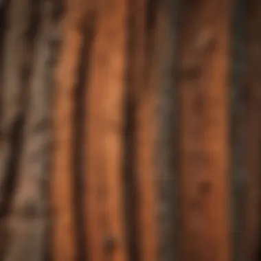 Close-up of unique bark patterns on an ancient redwood