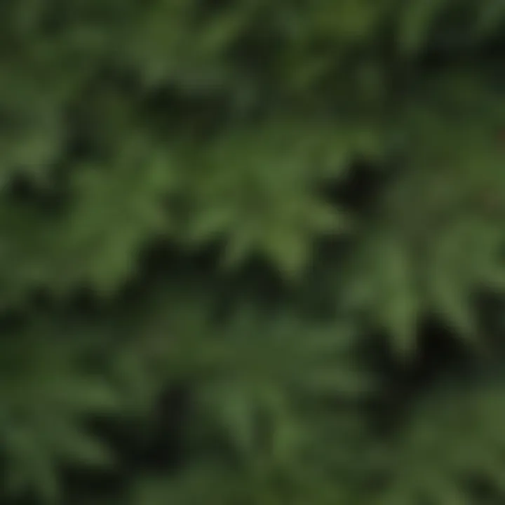 Close-up of hemlock leaves displaying signs of disease