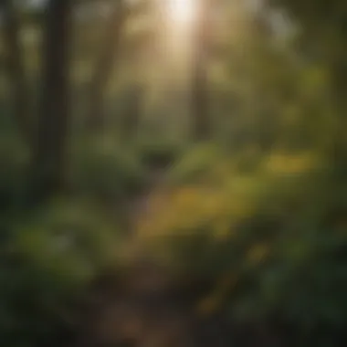 Impact of Honeysuckle on Native Flora Dense honeysuckle thicket affecting native flora