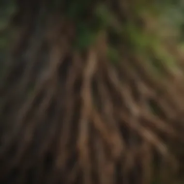 Roots of a Healthy Norway Spruce Plug Close-up of healthy Norway spruce plug roots