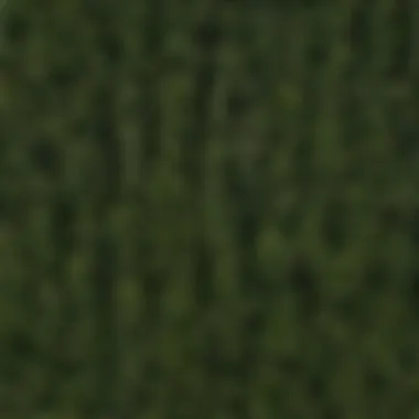 Sustainable Practices for Planting Norway Spruce Sustainable planting of Norway spruce plugs