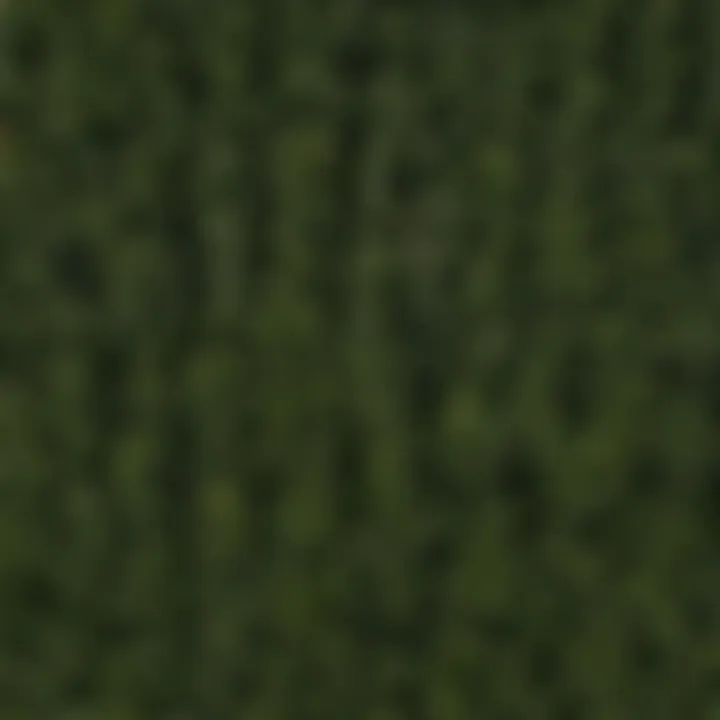 Sustainable Practices for Planting Norway Spruce Sustainable planting of Norway spruce plugs