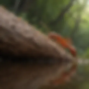 Ecological role of red flying ants in nature