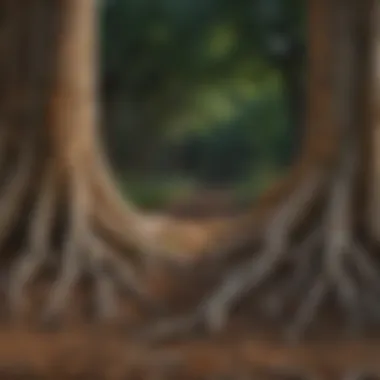 Healthy vs. Diseased Tree Roots Comparison Healthy vs. Diseased Tree Roots Comparison