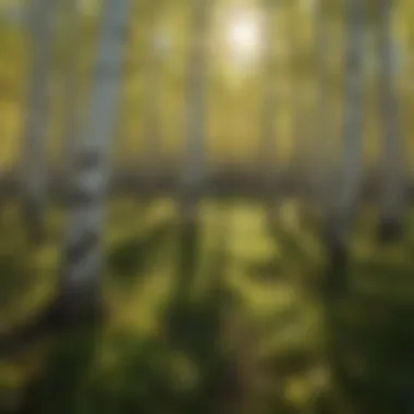 A dense cluster of young aspen saplings thriving in a sunny clearing, illustrating the ideal growth conditions.