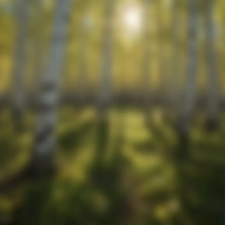 A dense cluster of young aspen saplings thriving in a sunny clearing, illustrating the ideal growth conditions.
