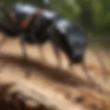 A close-up view of a carpenter ant in its natural habitat, showcasing its unique features.