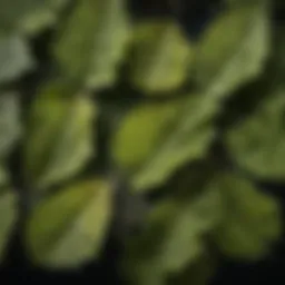 A close-up view of hybrid poplar leaves showcasing their unique shape and texture.