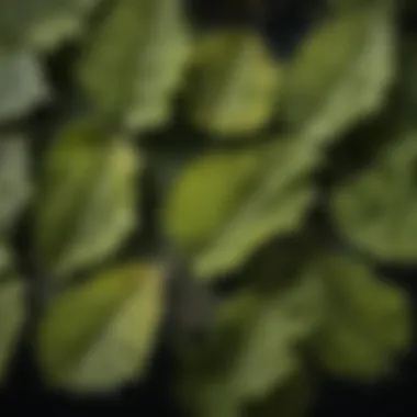 A close-up view of hybrid poplar leaves showcasing their unique shape and texture.