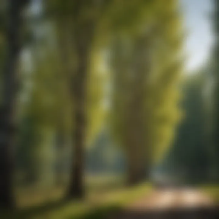 An infographic illustrating the ecological benefits of hybrid poplar trees, including carbon sequestration and erosion control.