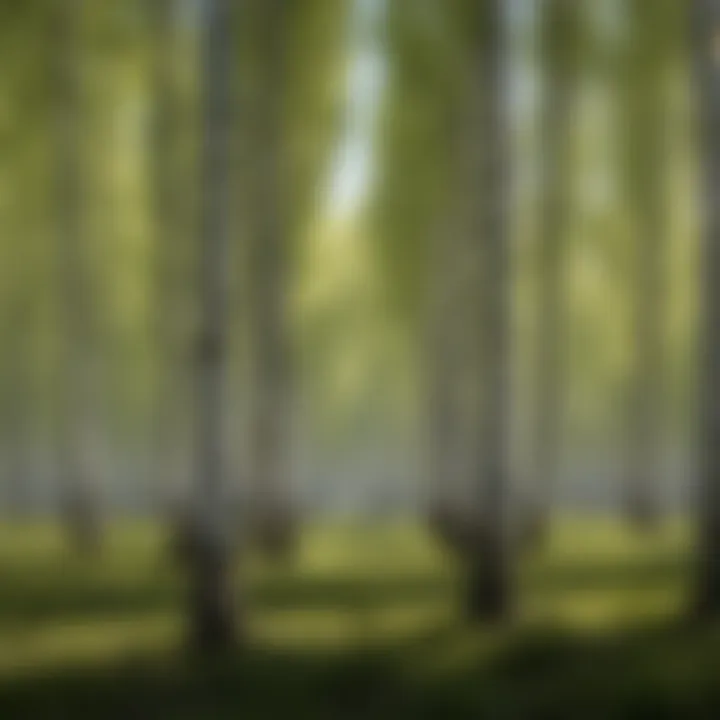 A scenic landscape featuring a grove of hybrid poplar trees in a sustainable forestry setting.