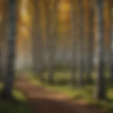 Diverse Types of Windbreaks Illustration of various types of windbreaks