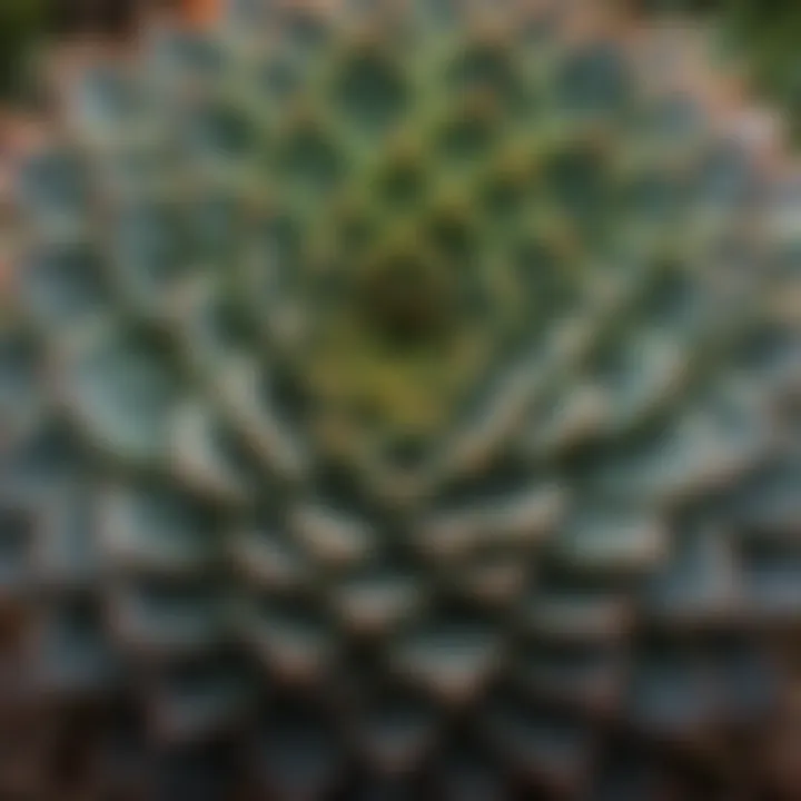 A close-up of a unique succulent with intricate patterns and textures