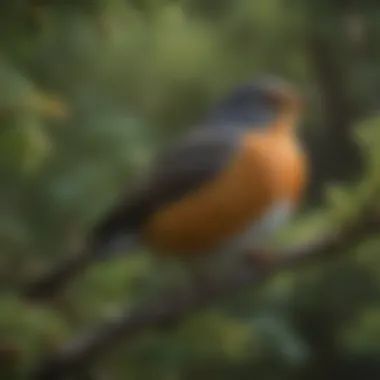 Soothing Calls of the American Robin