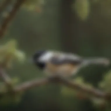 Whistling Melodies of the Black-capped Chickadee