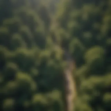 Close-up of drone capturing high-resolution images of tree canopy