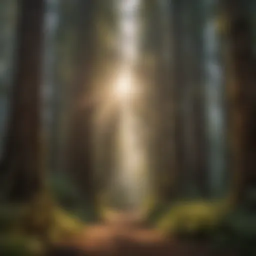 Majestic Redwood Forest Canopy