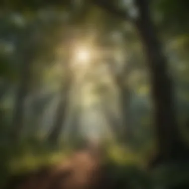 Lush Canopy Embracing Sunlight