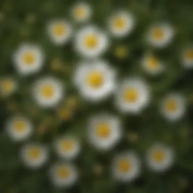 Chamomile - Serene Herbal Remedy Chamomile - Serene Herbal Remedy