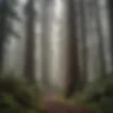 Majestic redwoods towering in the mist