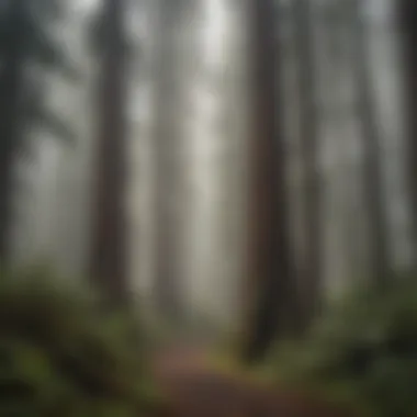 Majestic redwoods towering in the mist