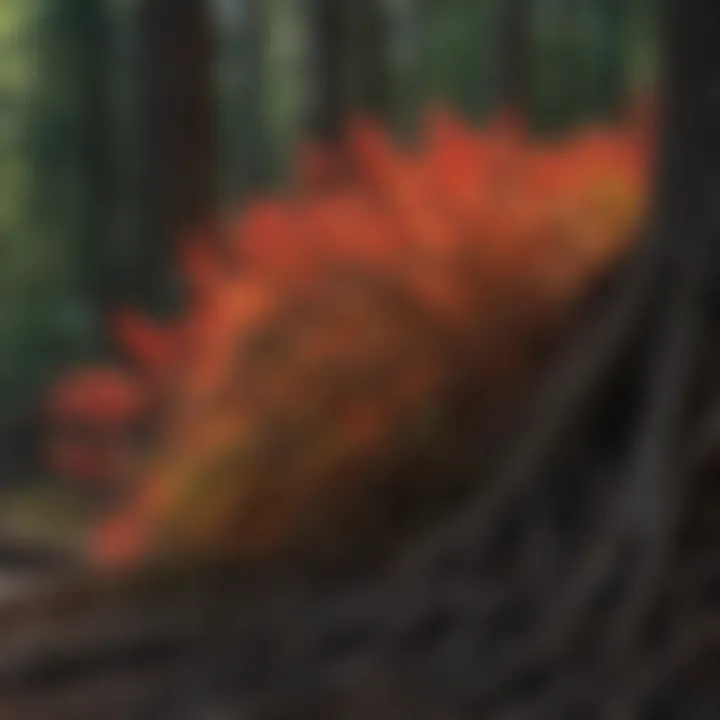 Interwoven Roots of Fire Weeds Interwoven Roots of Fire Weeds in the Forest Soil