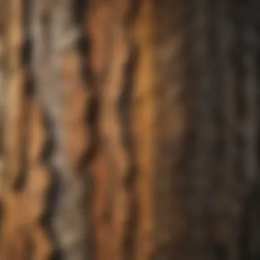 Nature's Camouflage: Tree Bark Patterns Tree bark patterns showcasing natural camouflage