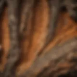 Detailed cross-section of tree bark layers