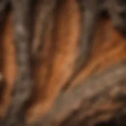 Detailed cross-section of tree bark layers