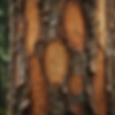 Microcosm of Life on Tree Bark Macro shot of diverse microorganisms thriving on tree bark surface