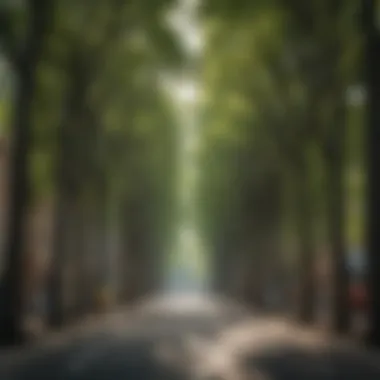 Urban Tree Canopy