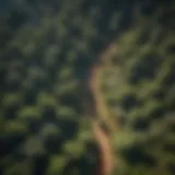 Aerial view of sprawling forests in Los Angeles