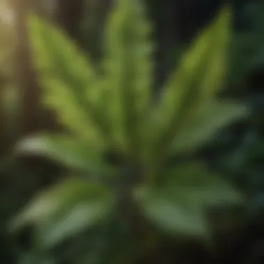 Veronica Plant - Leaves Close-Up