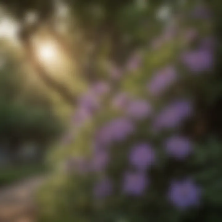 Versatility of Clematis in Central Texas