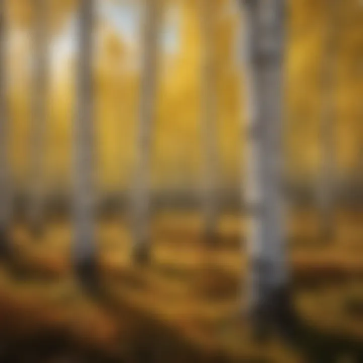 Enchanting Aspen Foliage Vibrant Aspen Trees in October