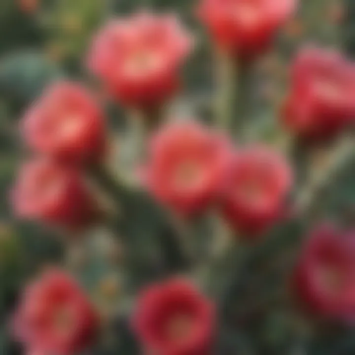 Close up of prickly pear cactus with vibrant blooms