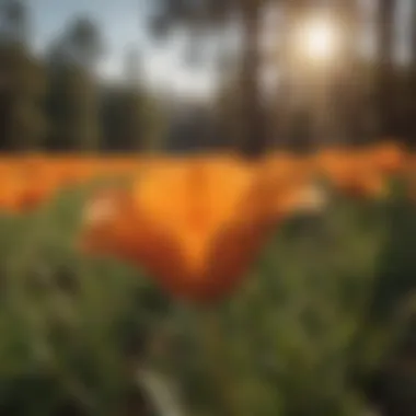 California Poppy: A Splash of Sunset Glow Vibrant California Poppy in Sunset Glow