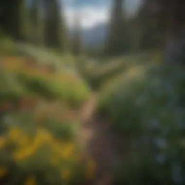 Vibrant wildflowers blooming in the meadows of Vail